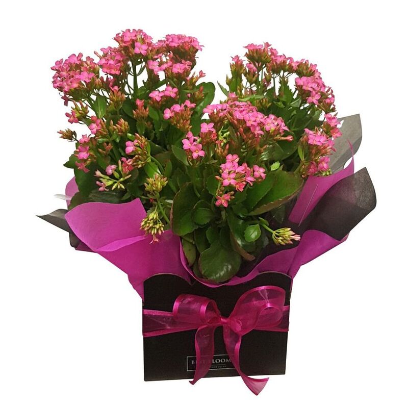 Large size pink kalanchoe plant in black gift box with hot pink paper and hot pink bow.