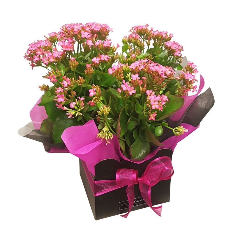 Large size pink kalanchoe plant in black gift box with hot pink paper and hot pink bow., 