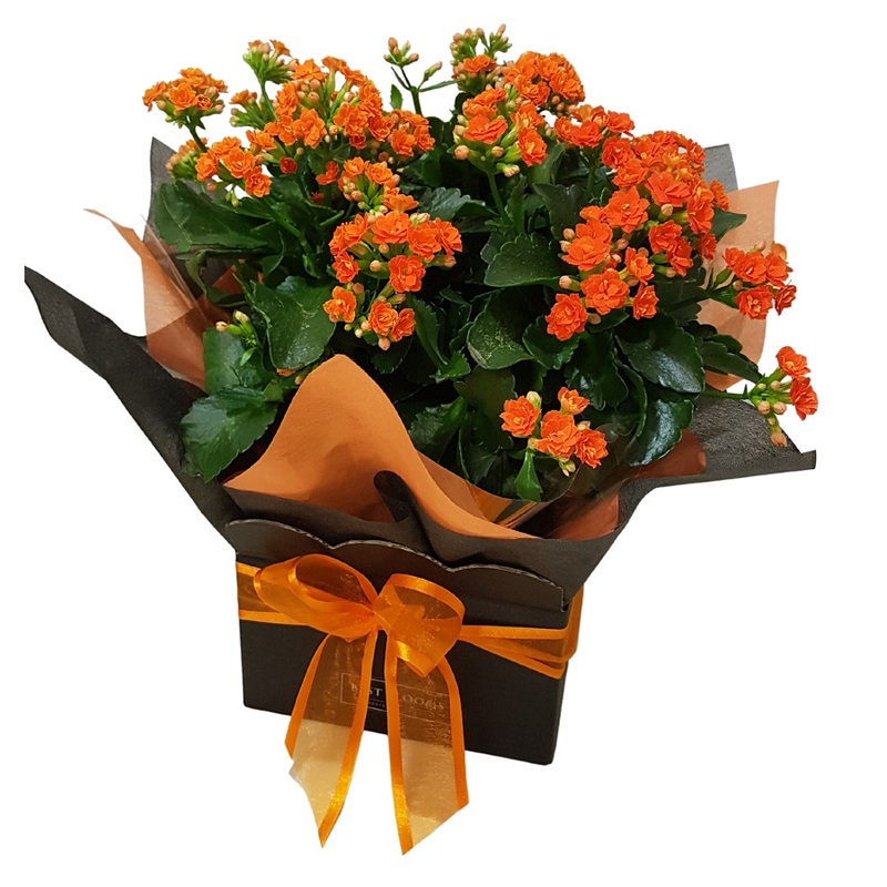 Large%20size%20pink%20kalanchoe%20plant%20in%20black%20gift%20box%20with%20hot%20pink%20paper%20and%20hot%20pink%20bow., 