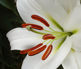 Lily showing pollen on anthers