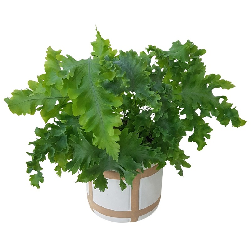 Living GreenPhlebodium Davana Plant Gift in Pot