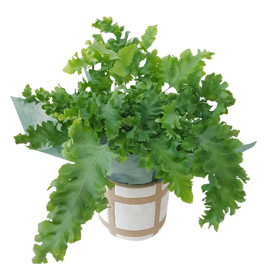 Living GreenPhlebodium Davana Plant Gift in Pot, 