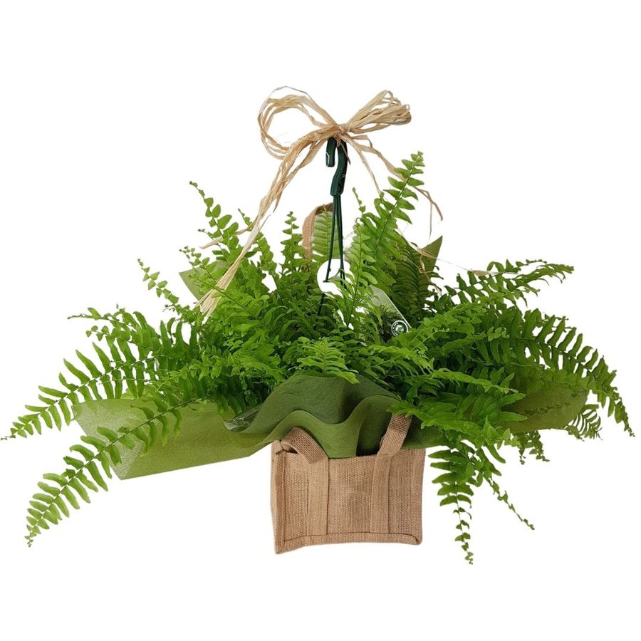 gift wrapped boston fern plant