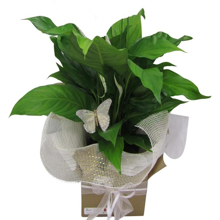 lush green living plant gift