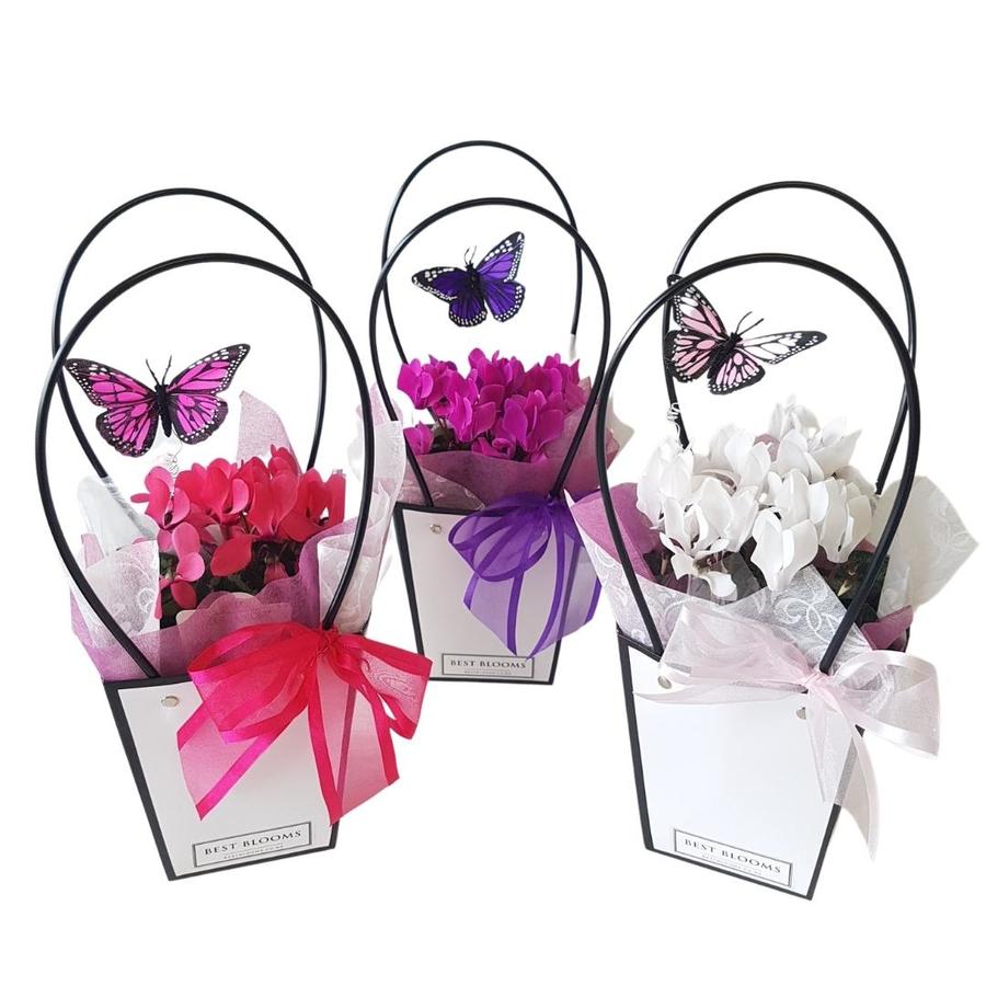 Flowering Kalanchoe or Cyclamen plant with butterfly wrap – potted indoor gift