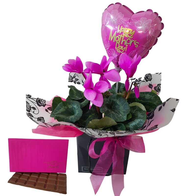 Mothers Day chrysanthemum plant gift basket
