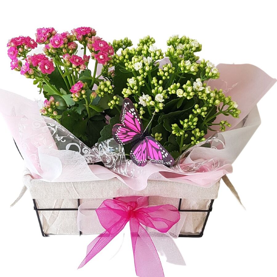 Kalanchoe Plant