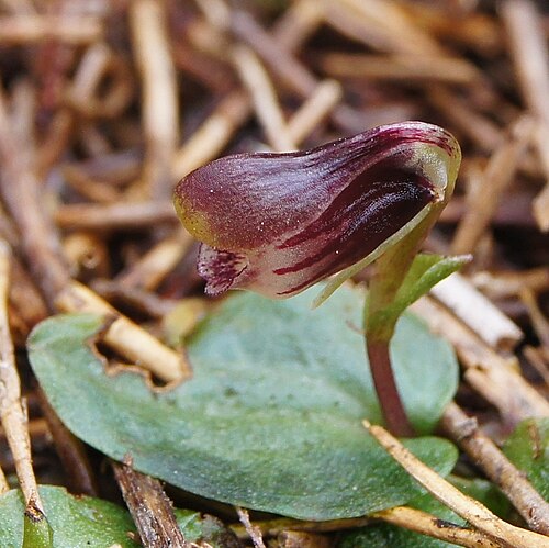 Rare New Zealand Black Helmet Native Orchid