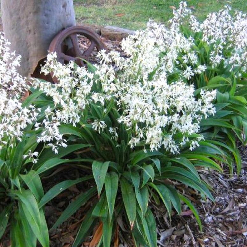 NZ rock lily rengarenga