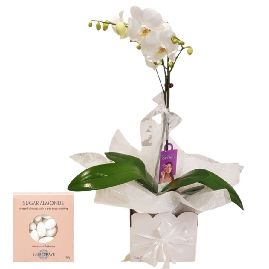 Spring Flower Posy – Weekly Flower Special Best Blooms Auckland, Orchid Plant Special