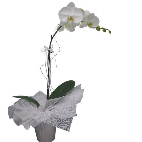 Phalaenopsis white Orchid Plant