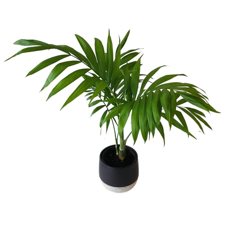 parlour palm plant in black stripe ceramic pot