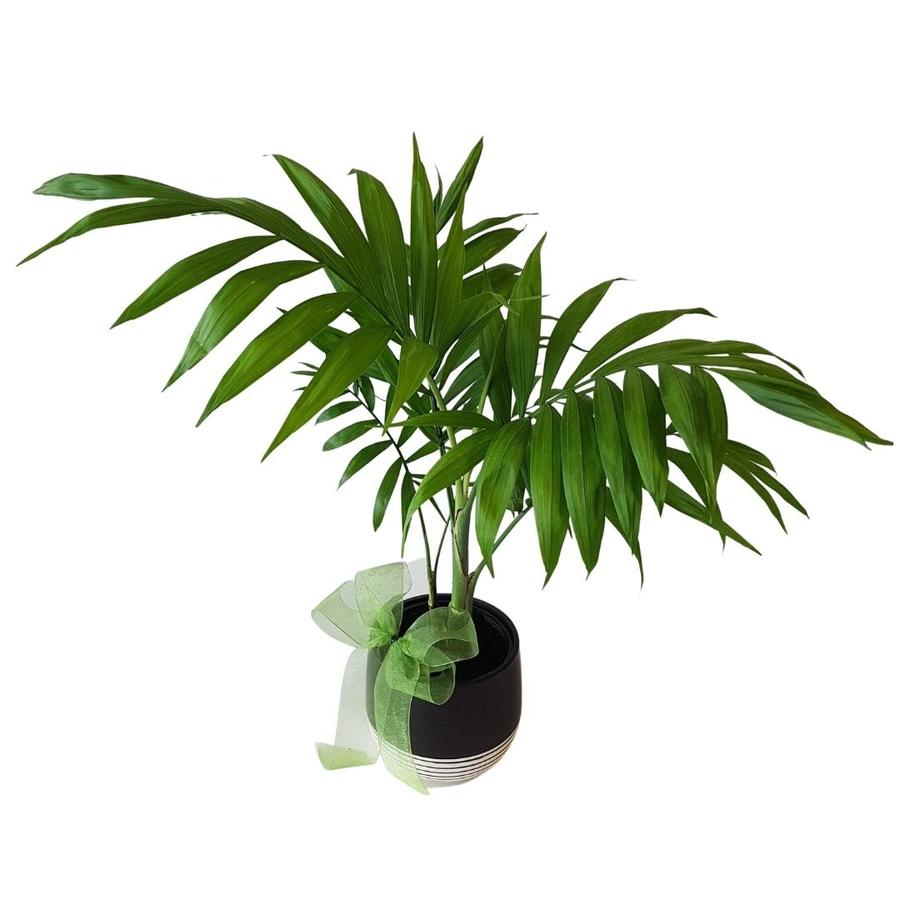 parlour palm plant in black ceramic pot with bow
