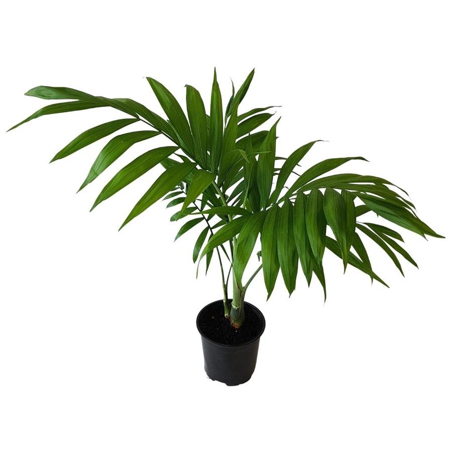 parlour palm in nursery pot