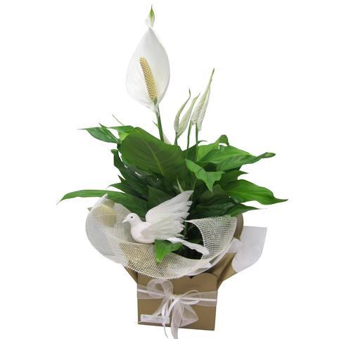 Peace Lily - Spathiphyllum - Auckland New Zealand