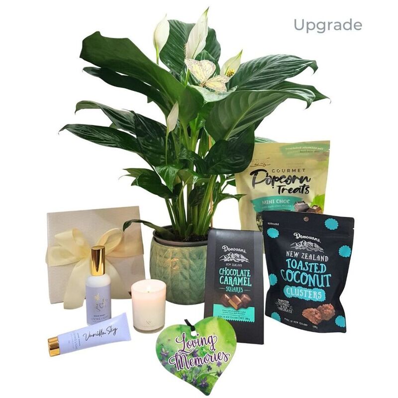 Sympathy Plant Gift Box Auckland New Zealand
