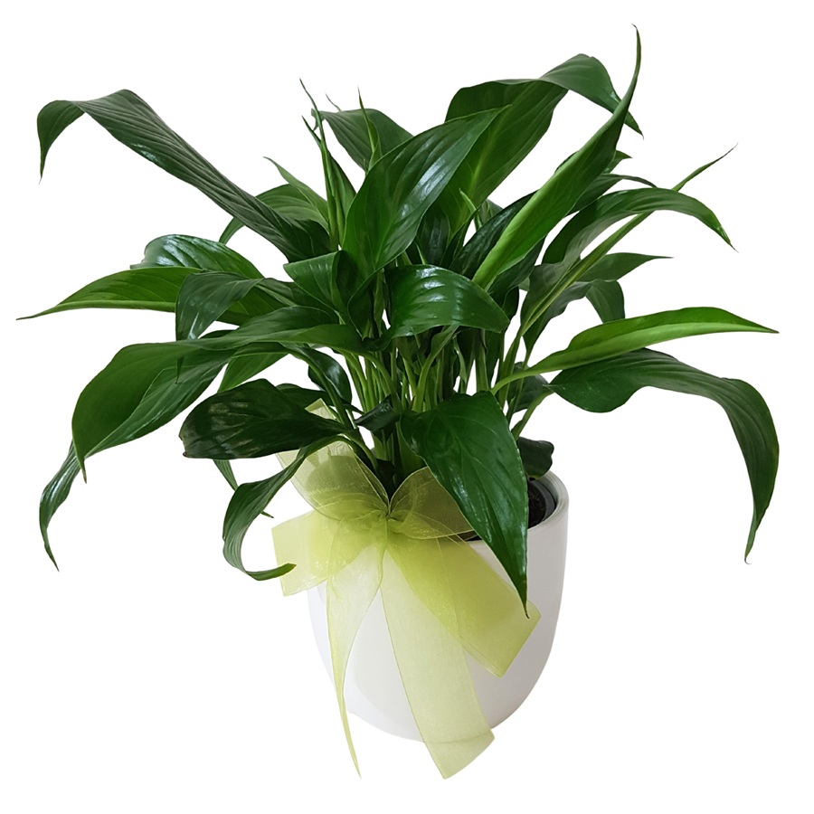 Living Green Perperomia Plant Gift in Ceramic Pot