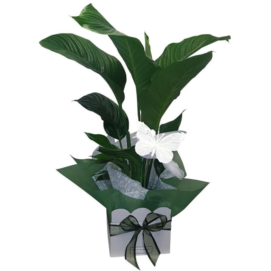 lush peace lily plant auckland delivery