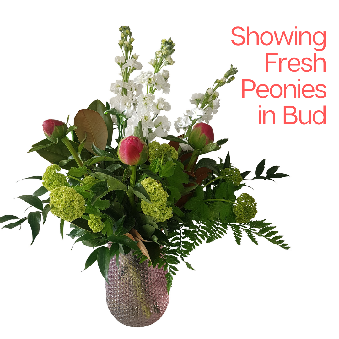 Fresh Peonies and White Stock with greenery in a Vase