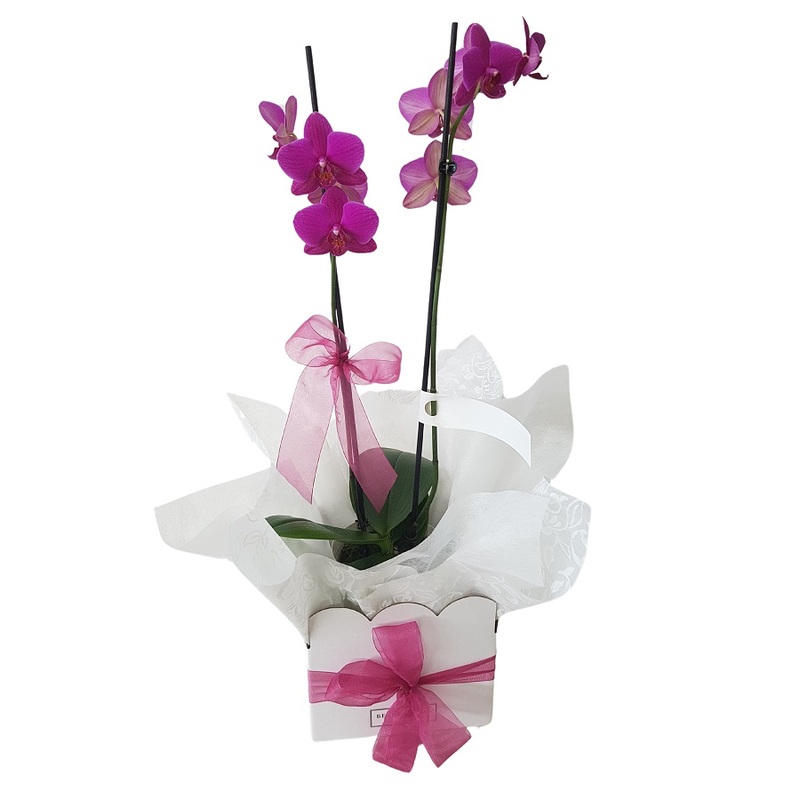 Pink Orchid Plant Phalaenopsis Moth Orchid Auckland Delivery