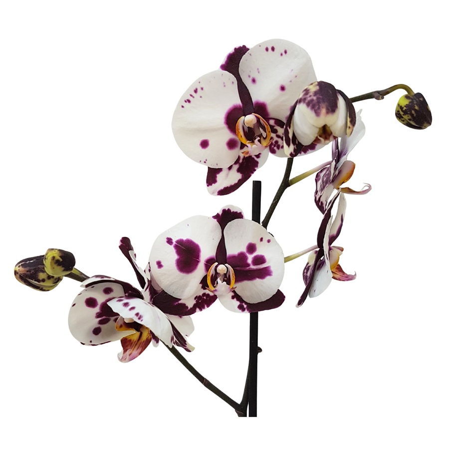 phalaenopsis orchid close up