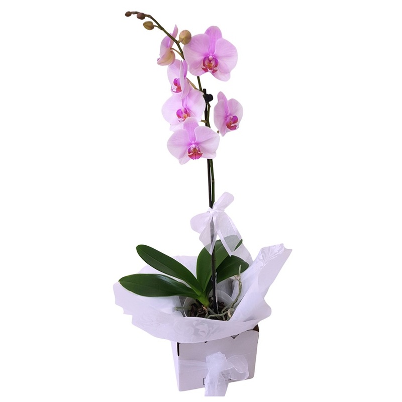 Pink Orchid Plant Phalaenopsis Moth Orchid Auckland Delivery