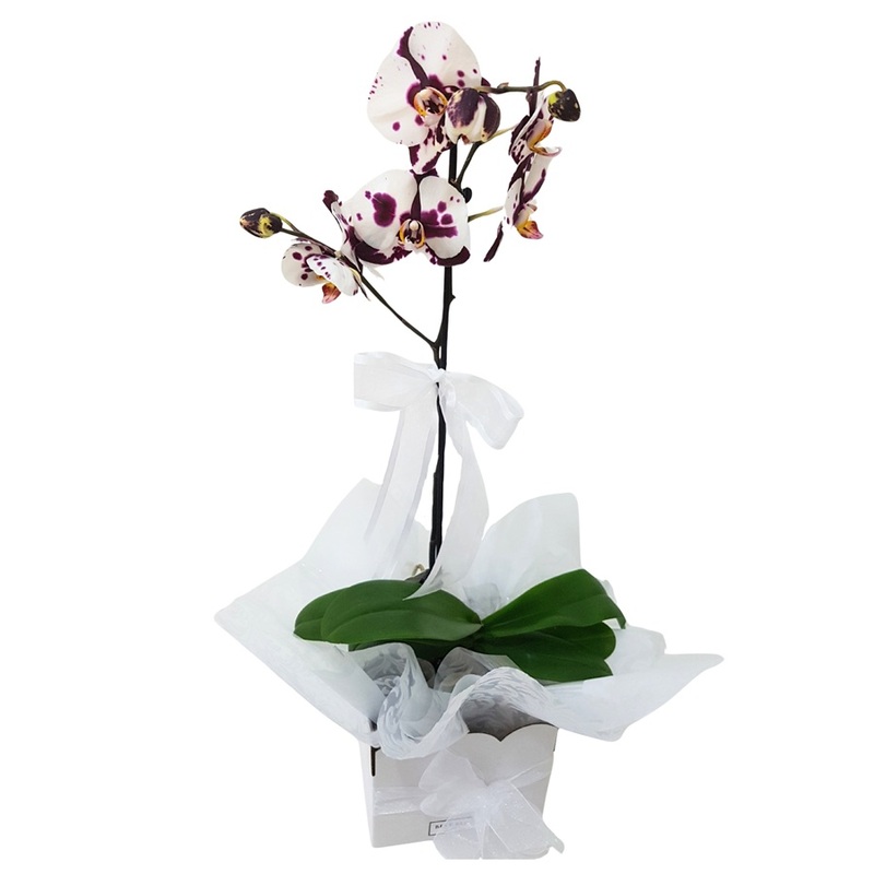 White Orchid plant gift Auckland – Same-day delivery Best Blooms