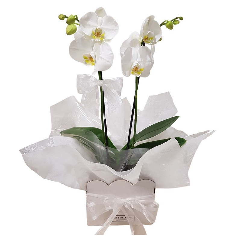 Phalaenopsis white Orchid Plant