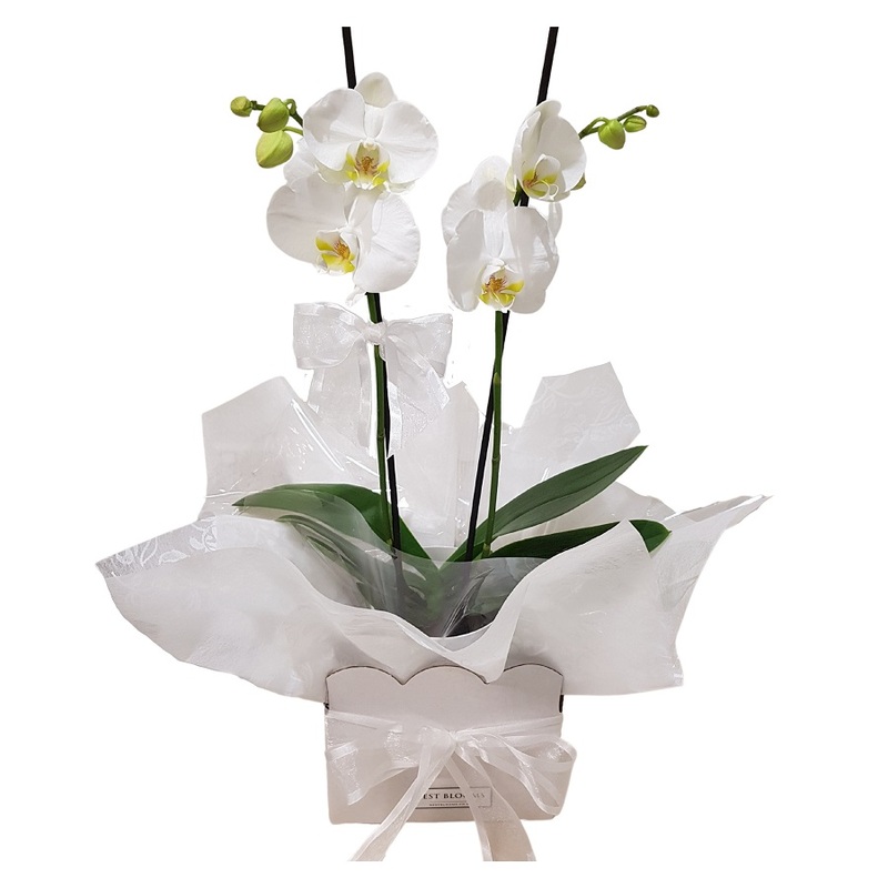 Phalaenopsis white Orchid Plant