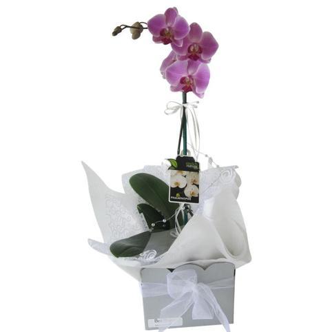 Pink Orchid Plant Phalaenopsis Moth Orchid Auckland Delivery