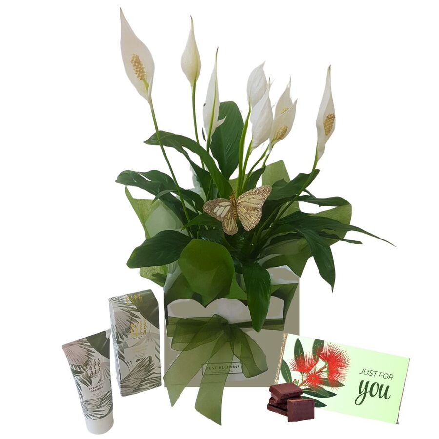 Peace Lily Just for You Plant Gift Box – Weekly Flowers Special Best Blooms Auckland, Just for You Plant Gift Box