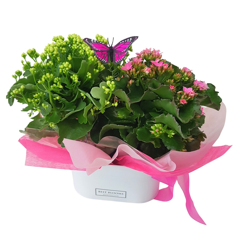 Pink and white kalanchoe plants in white tin trough with butterfly keepsake
