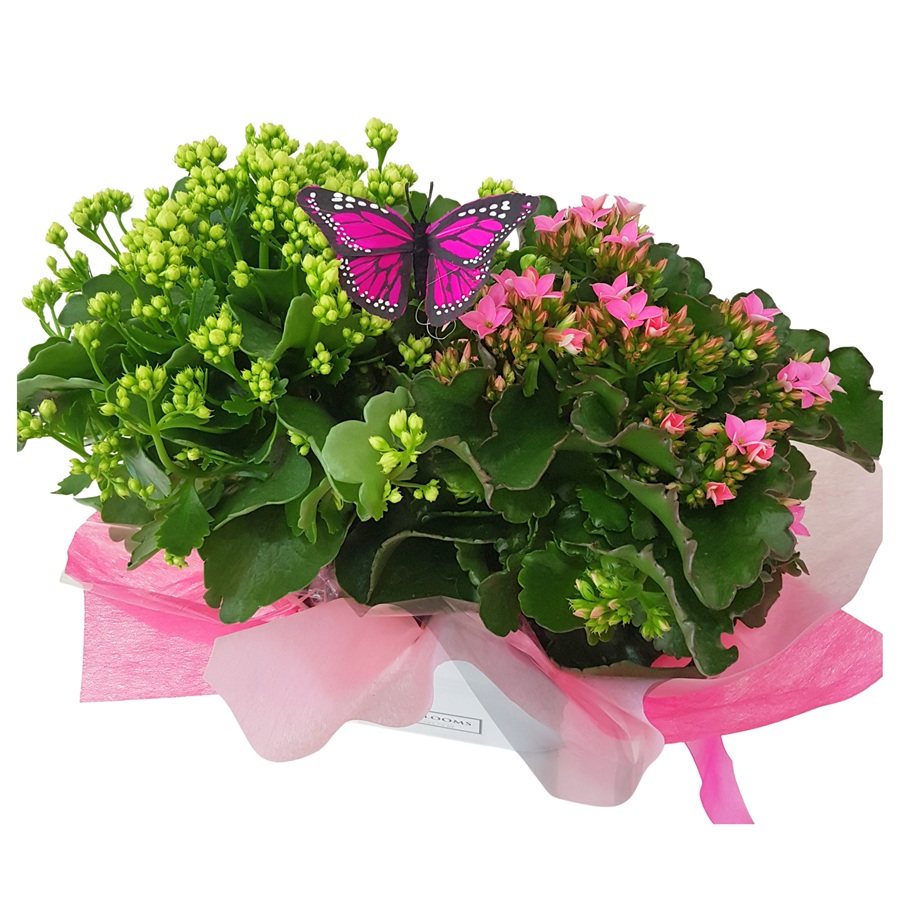 Pretty Plants for Mum Twin Kalanchoe Plants in white tin trough with butterfly