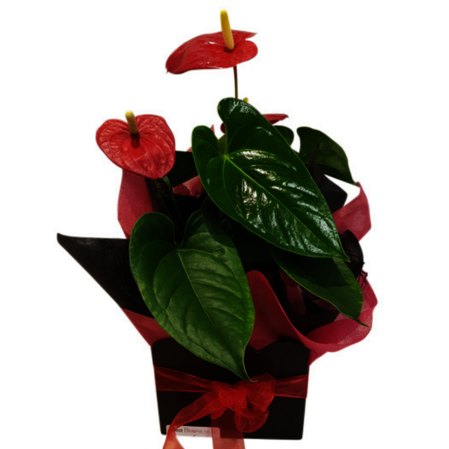 Red Anthurium pot plant in gift box