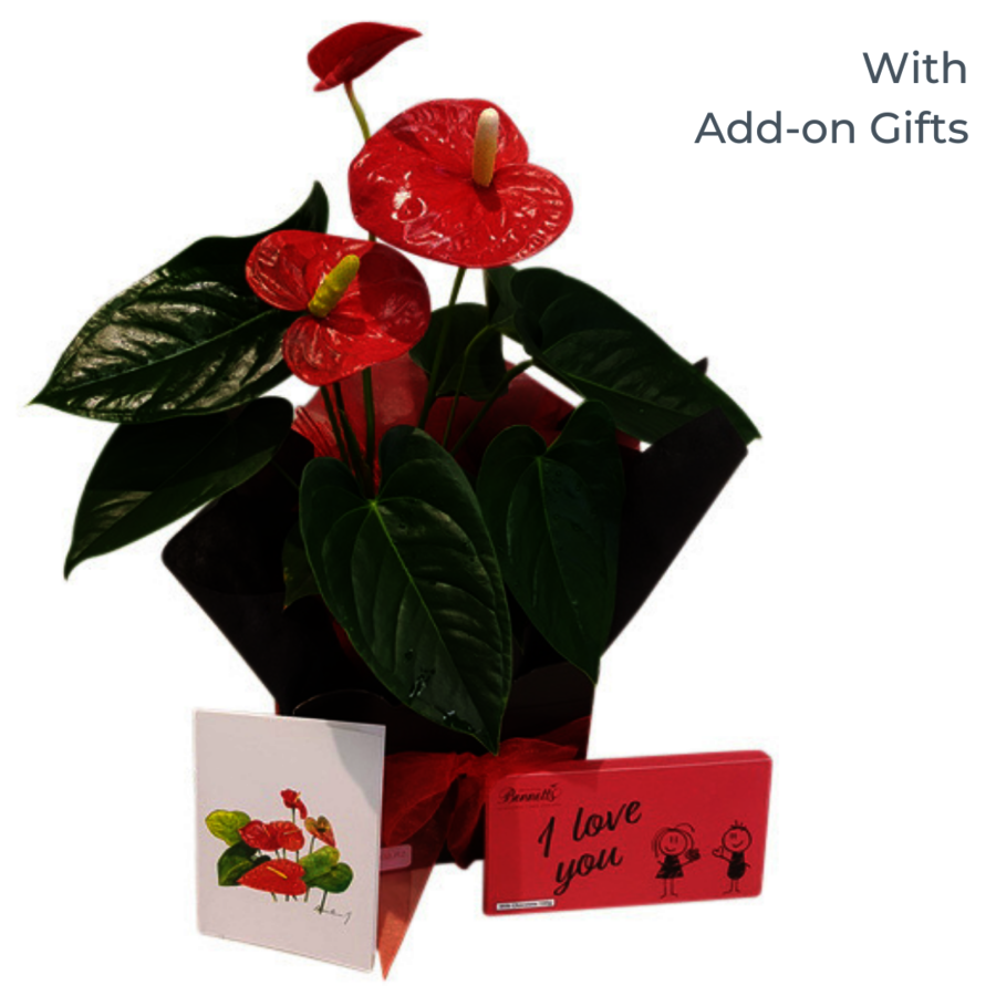 anthurium plant with add on gifts.