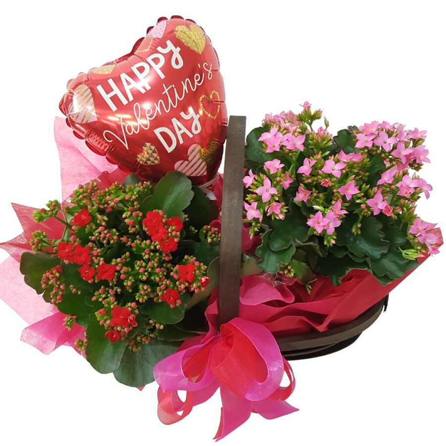 Valentines day plant basket. Red and pink kalanchoe plant with Valentines balloon.