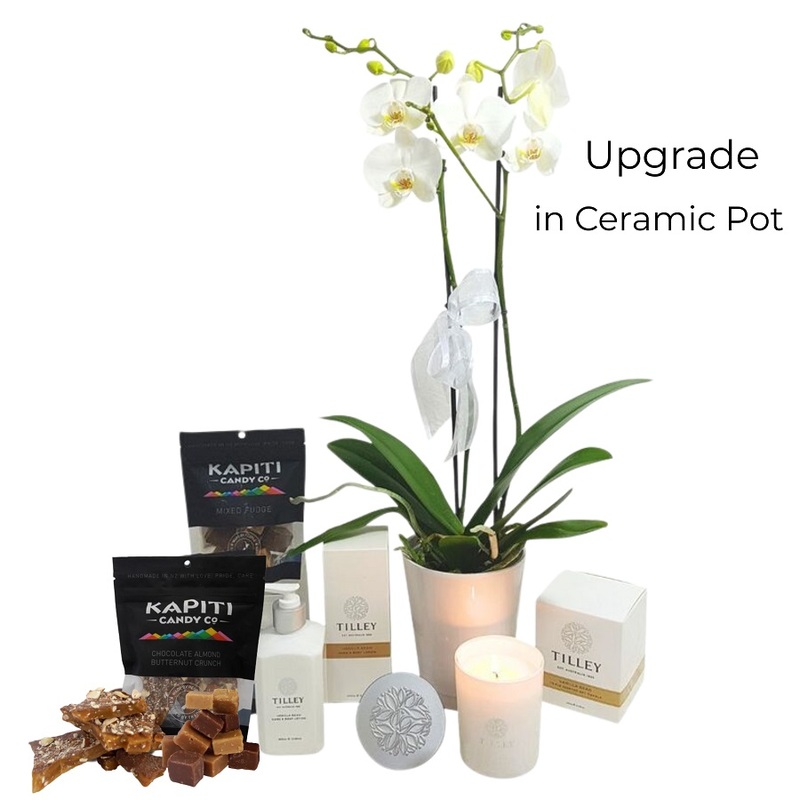 Premium White Phalaenopsis Moth Orchid Plant