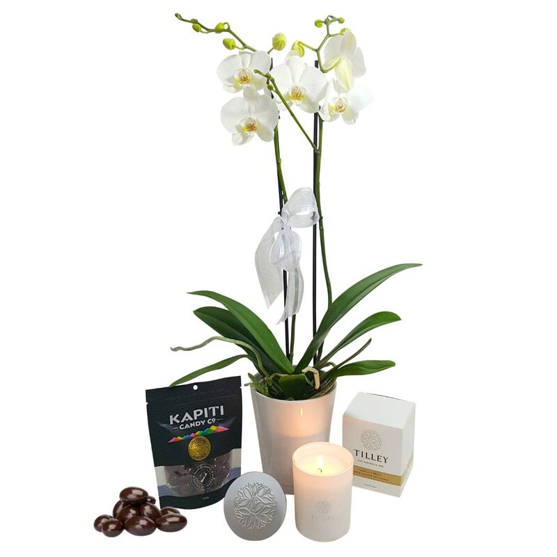 Indoor Orchid Plant Home Decor Gift Package