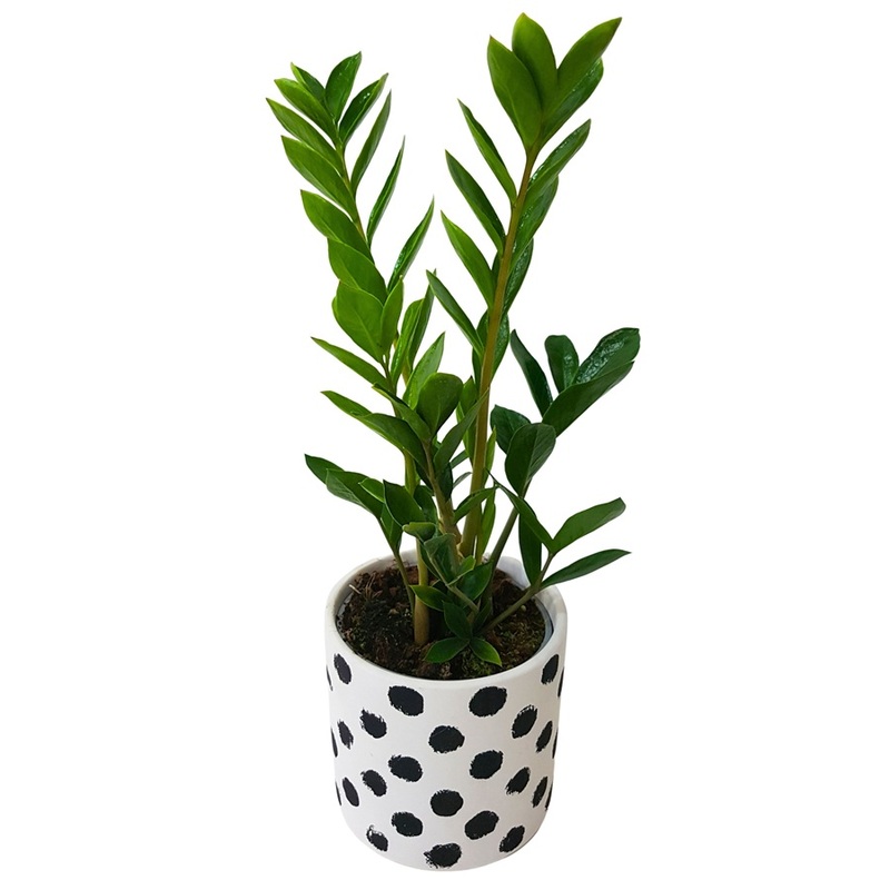 Zanzibar ZZ Plant in a Polka Dot Pot