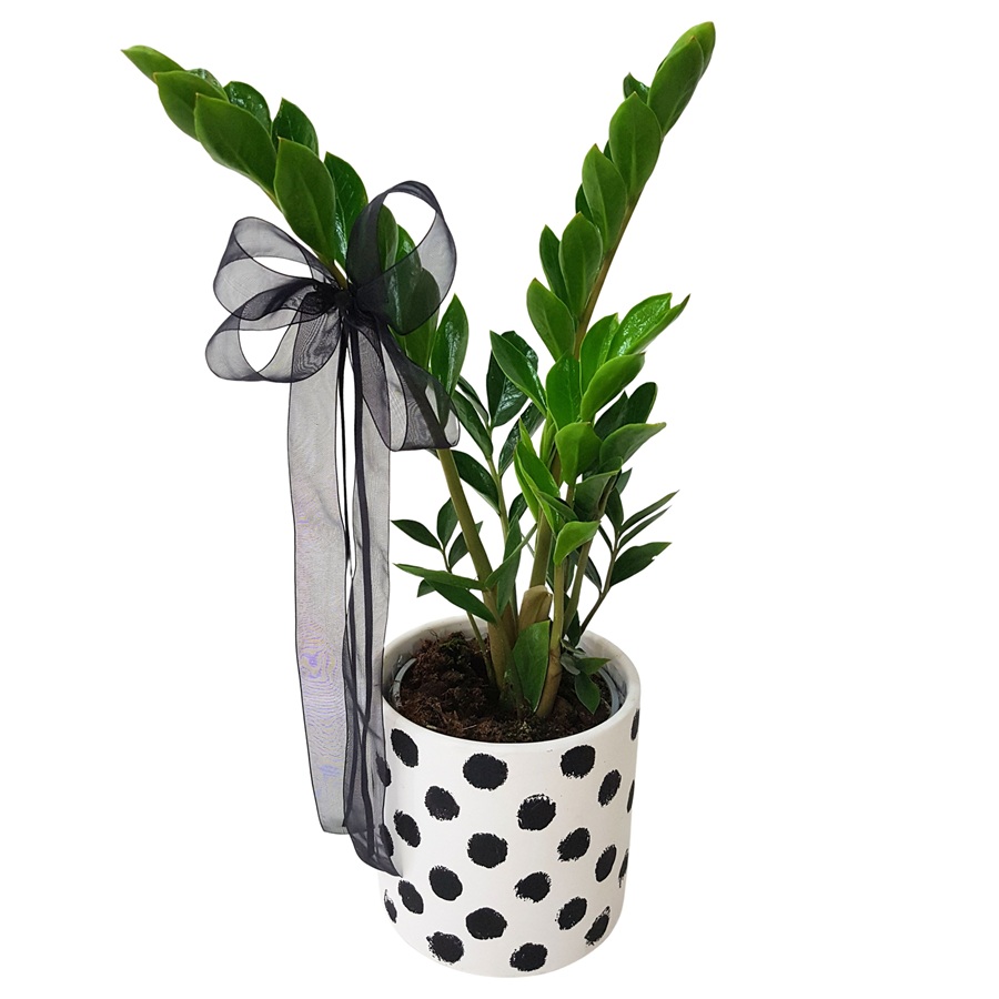 Zanzibar ZZ Plant in a Polka Dot Pot