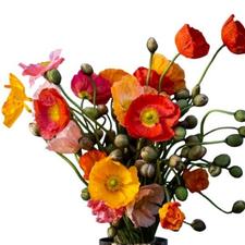 Poppies are traditional birth flowers for August