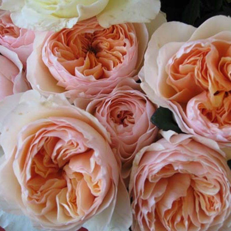 David Austin Juliet Rose showing apricot coloured garden rose blooms