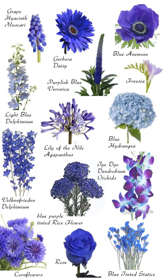 Examples of blue flowers including seasonal florist blooms