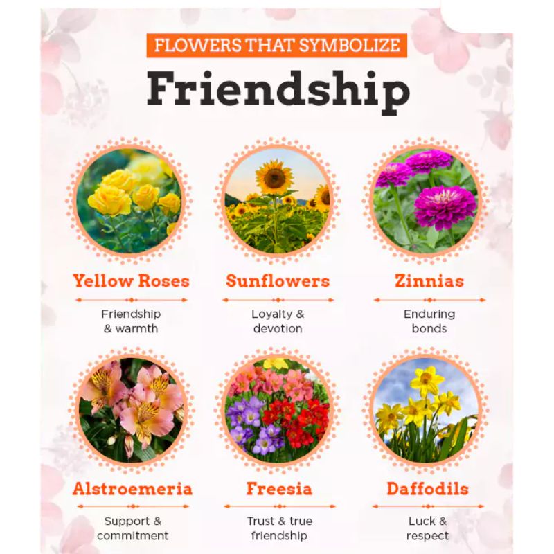 Flowers that mean friendship