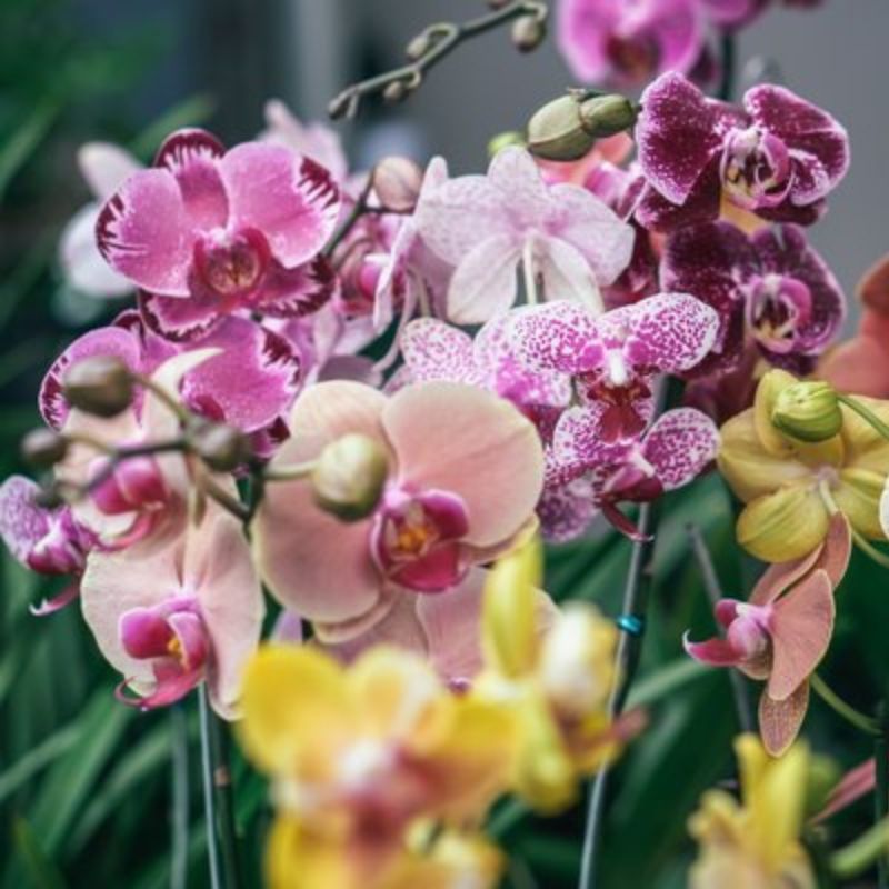 Orchid flower meaning guide