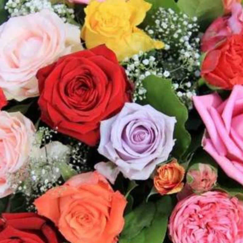 Roses flower meaning guide