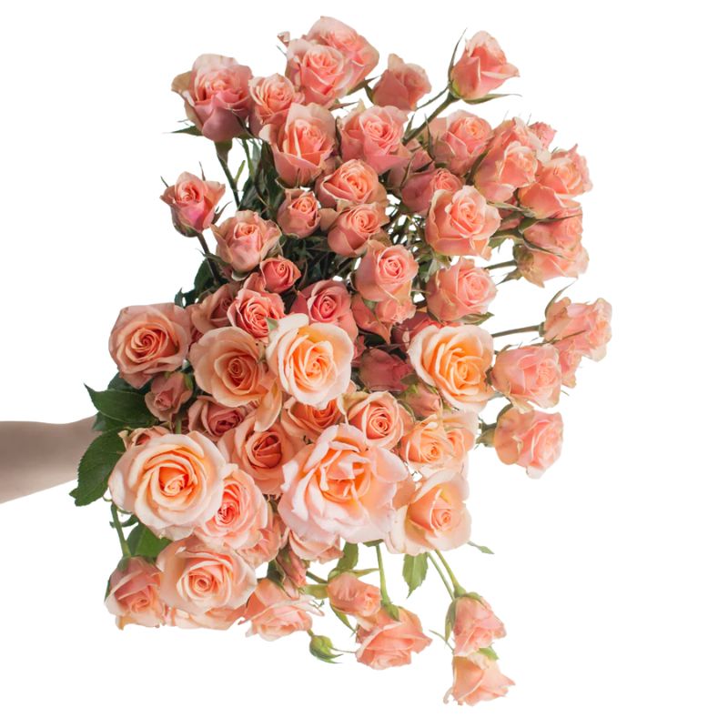 Spray roses in light peach colour
