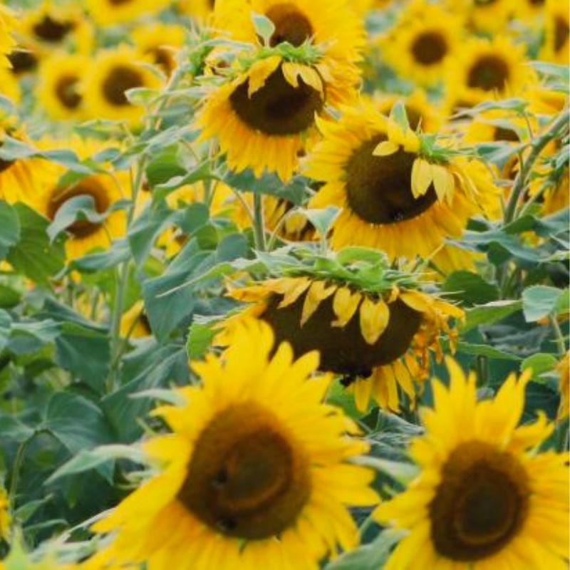 Sunflower symbolism guide