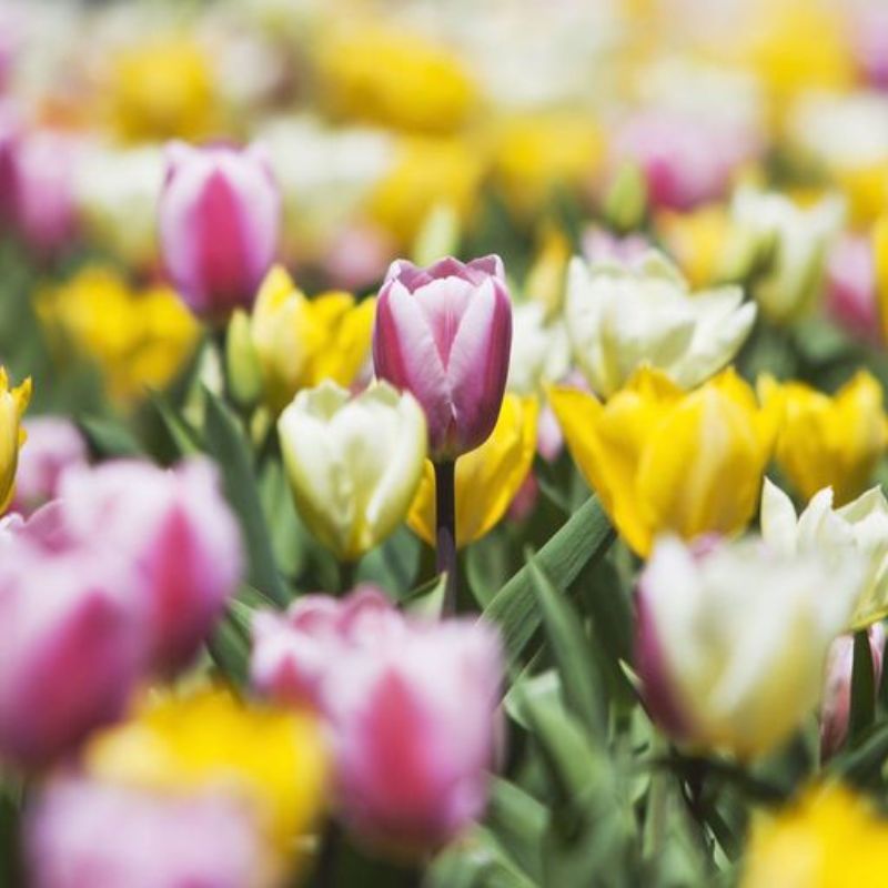 Tulip flower guide