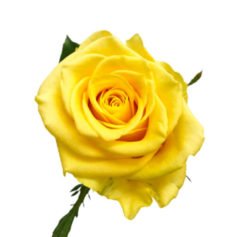 Yellow rose meanings